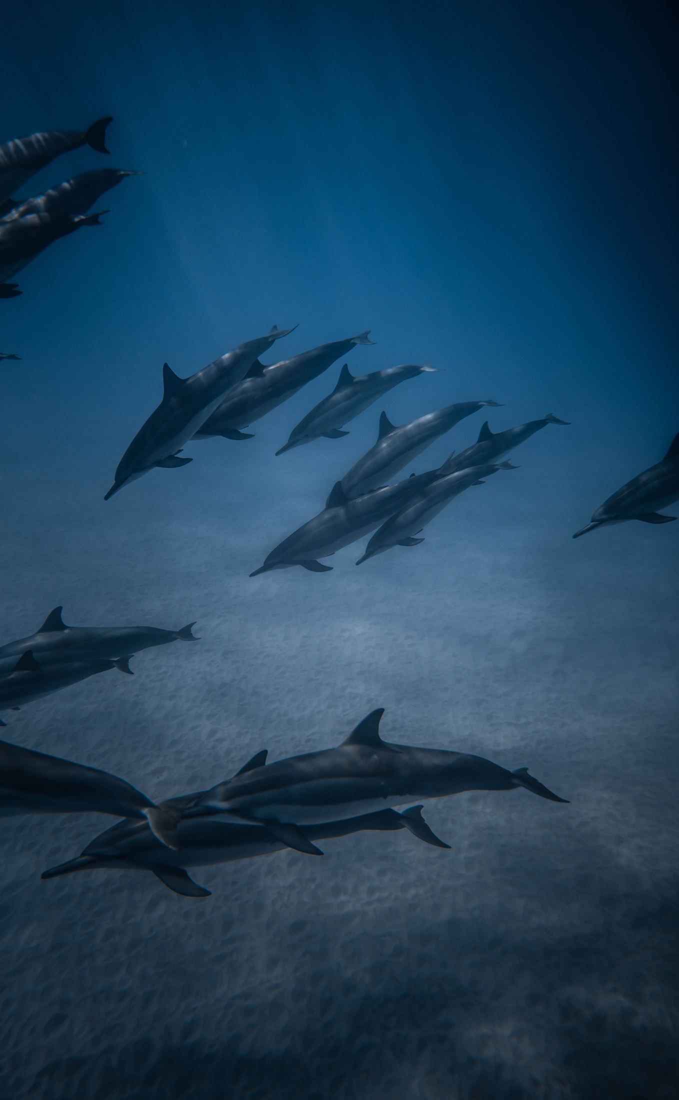 A pod of dolphins swimming over sand in deep blue water