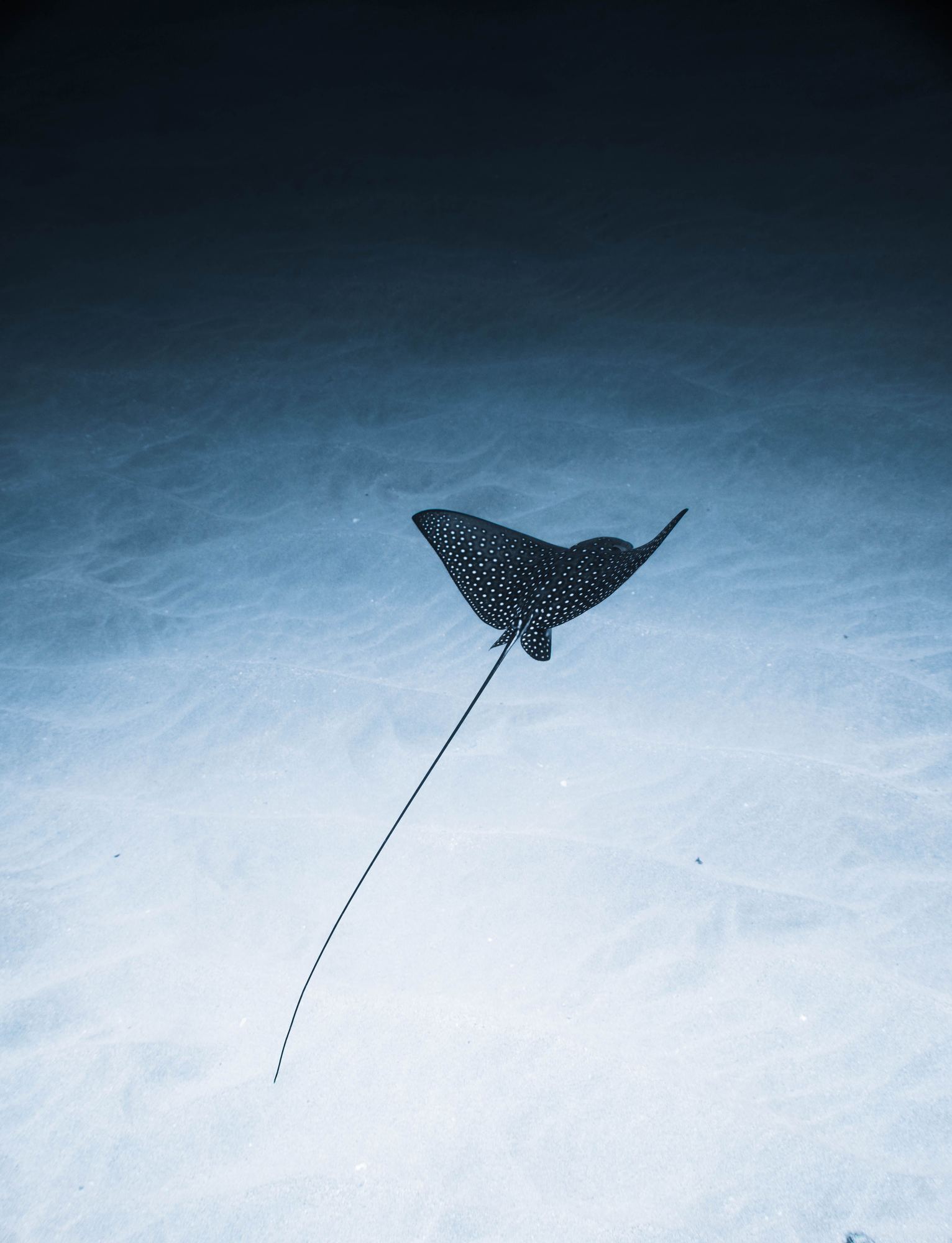 An eagle ray gliding over a sandy seabed