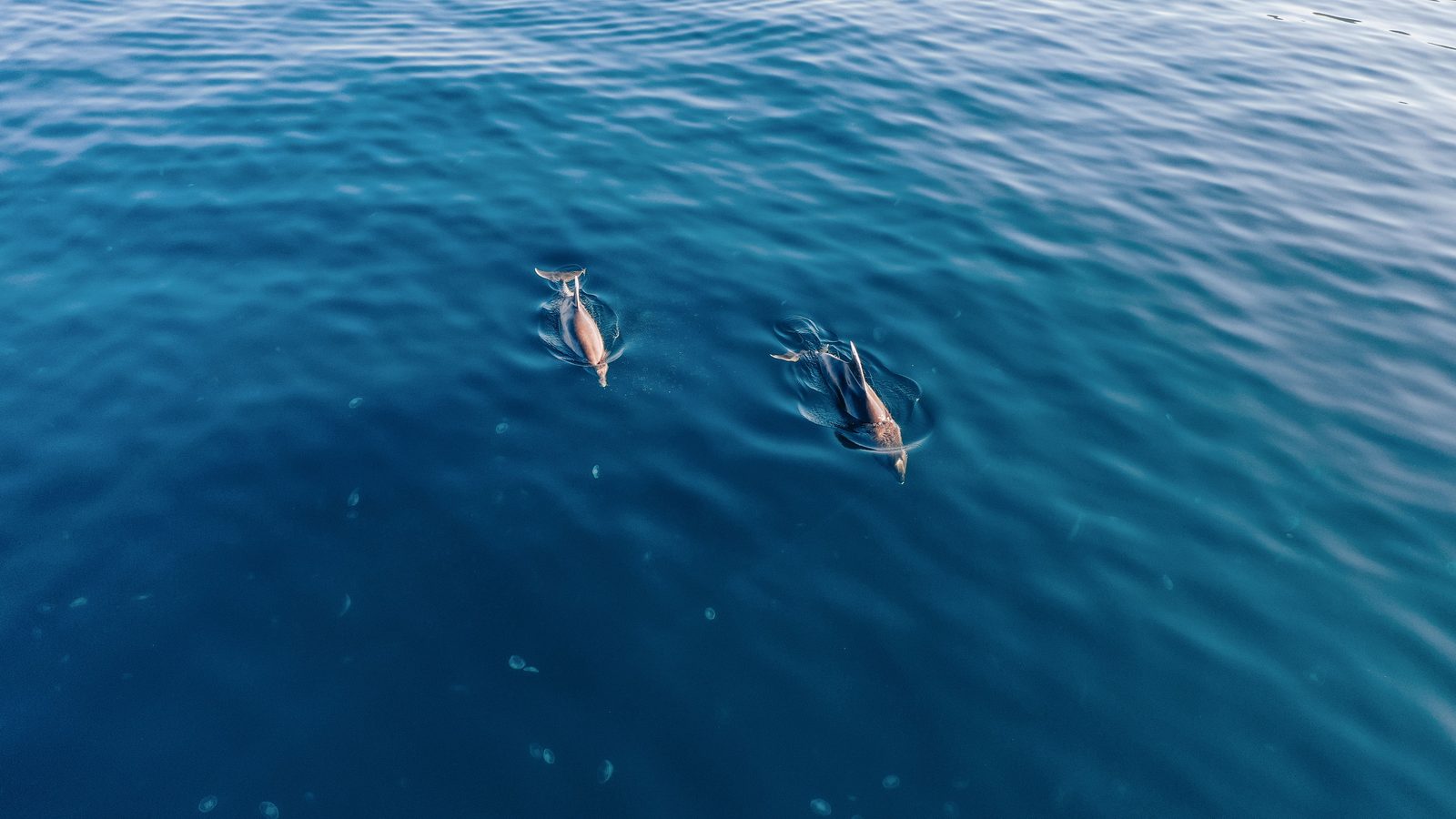 Two dolphins swimming at the surface of deep blue water, seen from above