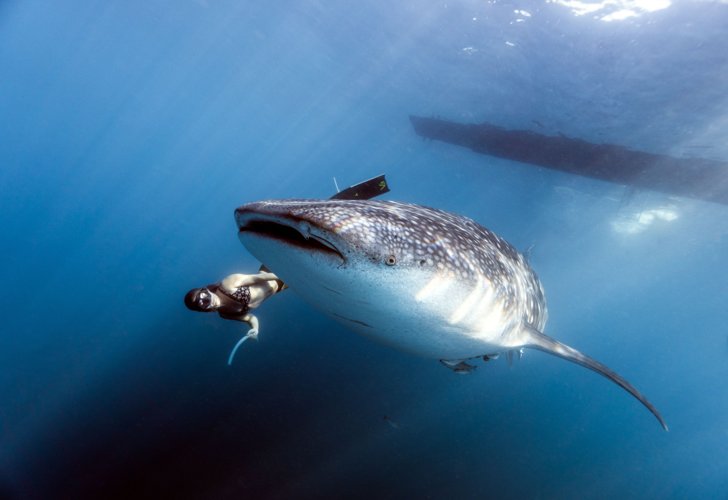 A snorkeller swimming alongside a whale shark in deep blue water